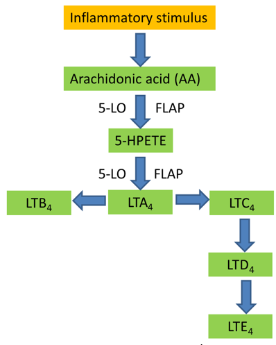 FLAP inhibitor | BI 665915 | opnMe | Boehringer Ingelheim